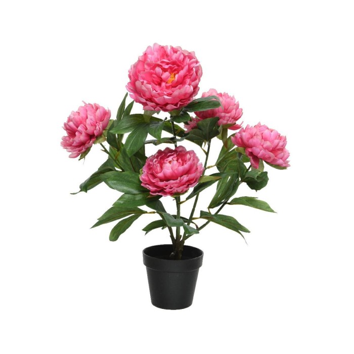 PIANTA PEONIA FUXIA H57